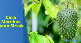 Cara Merebus Daun Sirsak
