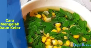 Cara Mengolah Daun Kelor