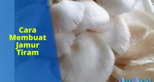cara membuat jamur tiram