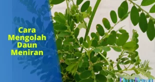 cara mengolah daun meniran