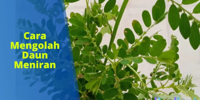 cara mengolah daun meniran