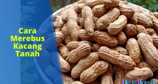 cara merebus kacang tanah