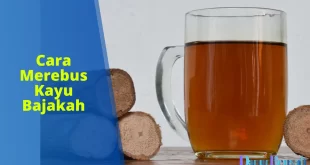 cara merebus kayu bajakah