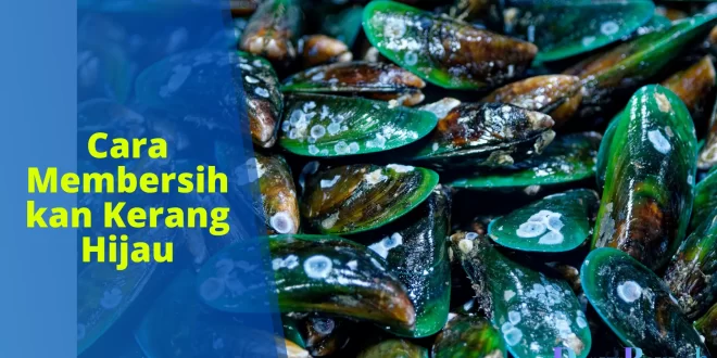 cara membersihkan kerang hijau