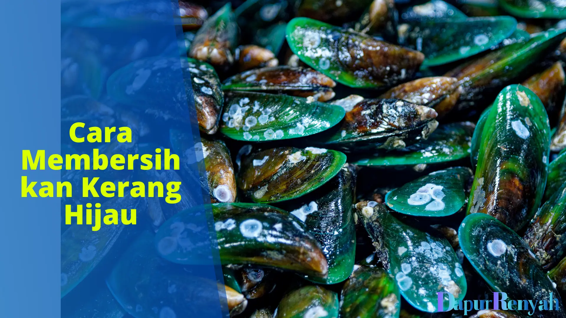 Cara Membersihkan Kerang Hijau Yang Benar Dan Bersih DapurRenyah Inspirasi Resep Makanan