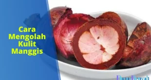 cara mengolah kulit manggis