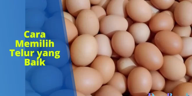 cara memilih telur yang baik